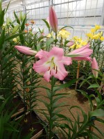 [4187 Super Master(Master) VZ No01.JPG]